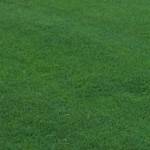 Semilla Mezcla Sport