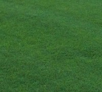 Semilla Mezcla Sport