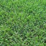 Semilla Bermuda TIFWAY 419