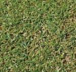 Semilla Agrostis Stolonífera