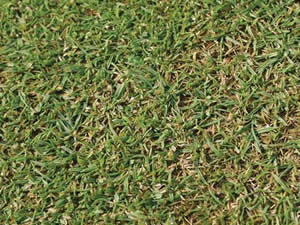 Semilla Agrostis Stolonífera