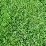 Semilla Paspalum Vaginatum