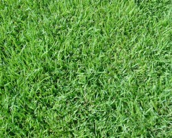 Semilla Paspalum Vaginatum