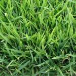 Semilla Zoysia Japónica