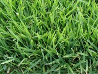 Semilla Zoysia Japónica